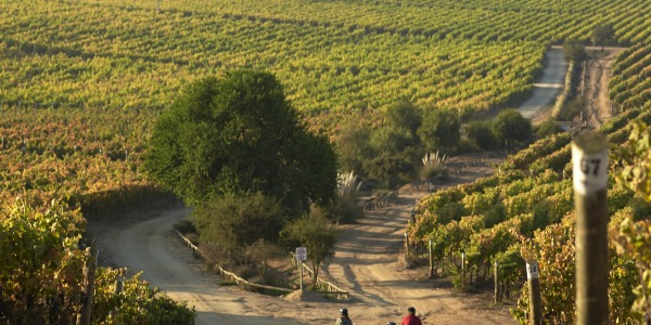 A new wine tourism initiative in Casablanca: "Now it's your turn" in Casas del Bosque